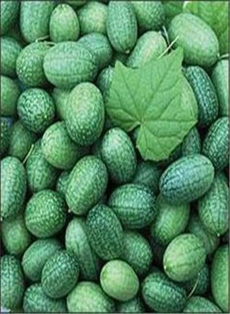 GGOOT New 100Pcs Cucumber Vegetable Seeds for Gardening Green 2 - Image 1