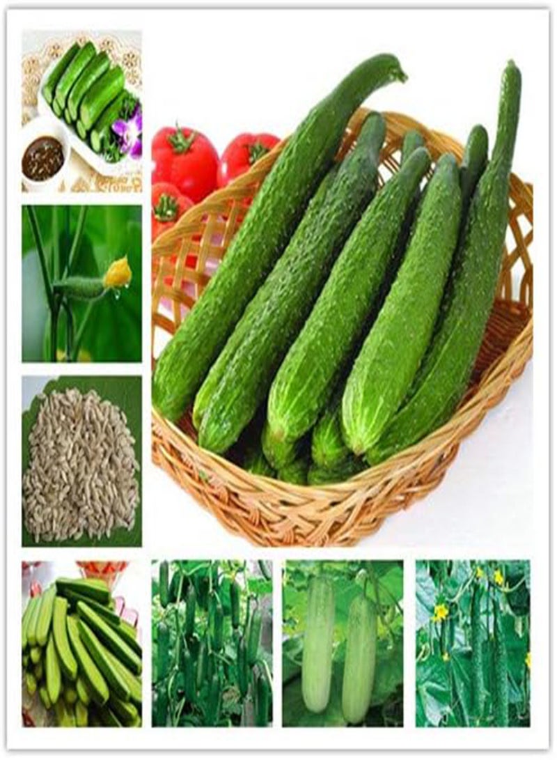 GGOOT New 100Pcs Cucumber Vegetable Seeds for Gardening Green 2 - Image 2
