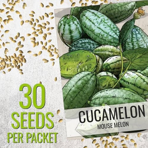 Seed Needs Cucamelon Seeds for Planting Mexican Sour Gherkin Miniature Mouse Melons - Non-GMO Heirloom & Untreated - Grow a Home Grown Indoor Outdoor Vegetable Garden (2 Packs) - Image 3