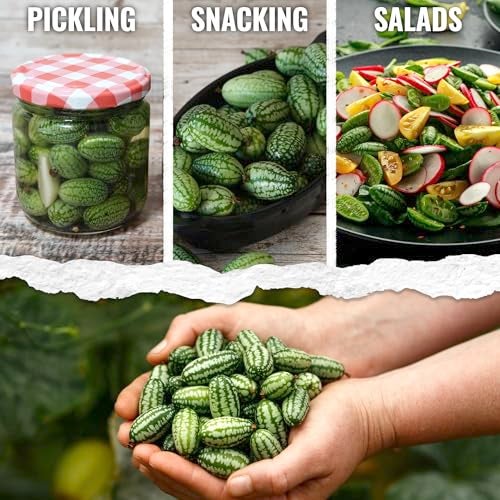 Seed Needs Cucamelon Seeds for Planting Mexican Sour Gherkin Miniature Mouse Melons - Non-GMO Heirloom & Untreated - Grow a Home Grown Indoor Outdoor Vegetable Garden (2 Packs) - Image 2