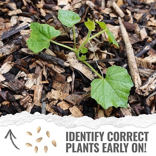 Seed Needs Cucamelon Seeds for Planting Mexican Sour Gherkin Miniature Mouse Melons - Non-GMO Heirloom & Untreated - Grow a Home Grown Indoor Outdoor Vegetable Garden (2 Packs) - Image 5