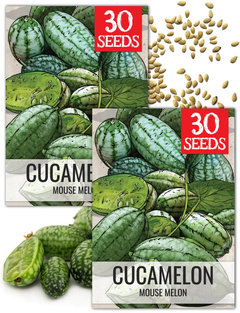 Seed Needs Cucamelon Seeds for Planting Mexican Sour Gherkin Miniature Mouse Melons - Non-GMO Heirloom & Untreated - Grow a Home Grown Indoor Outdoor Vegetable Garden (2 Packs) - Image 1