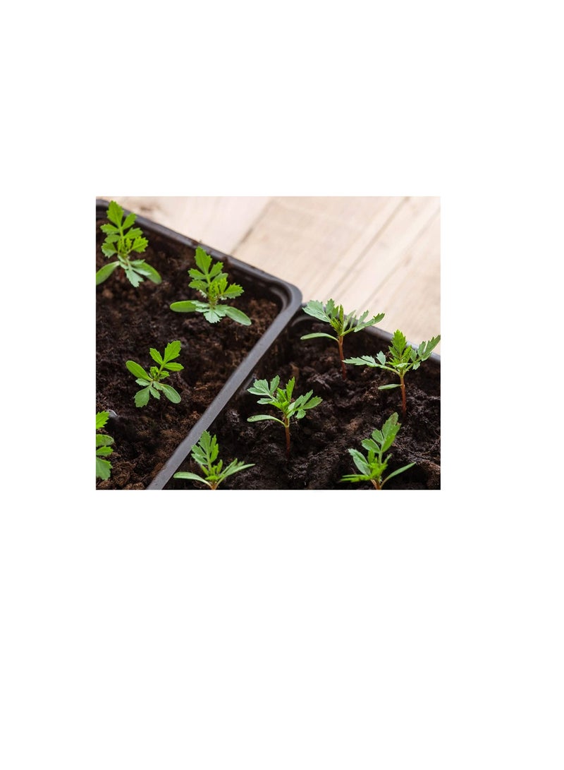 Generic Plant Germination Trays -10 Pcs 10.6*10.6" No Drain Holes Seed Growing Trays, Thickened Garden Plant Seed Starter, Indoor Greenhouse Seedling Growing Propagation Trays for Microgreens, Wheatgrass  - Image 3