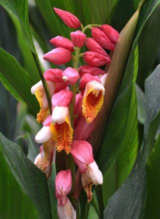 Flowers Seeds 100Pcs Torch Ginger Rare Flower Etlingera Elatior Seeds Unique Ornamental Plant Easy Sow for Garden Planting - pzsku/ZD88204655E8439D06B9BZ/45/_/1740460667/63f6f742-88a5-4662-91db-473c95969baa