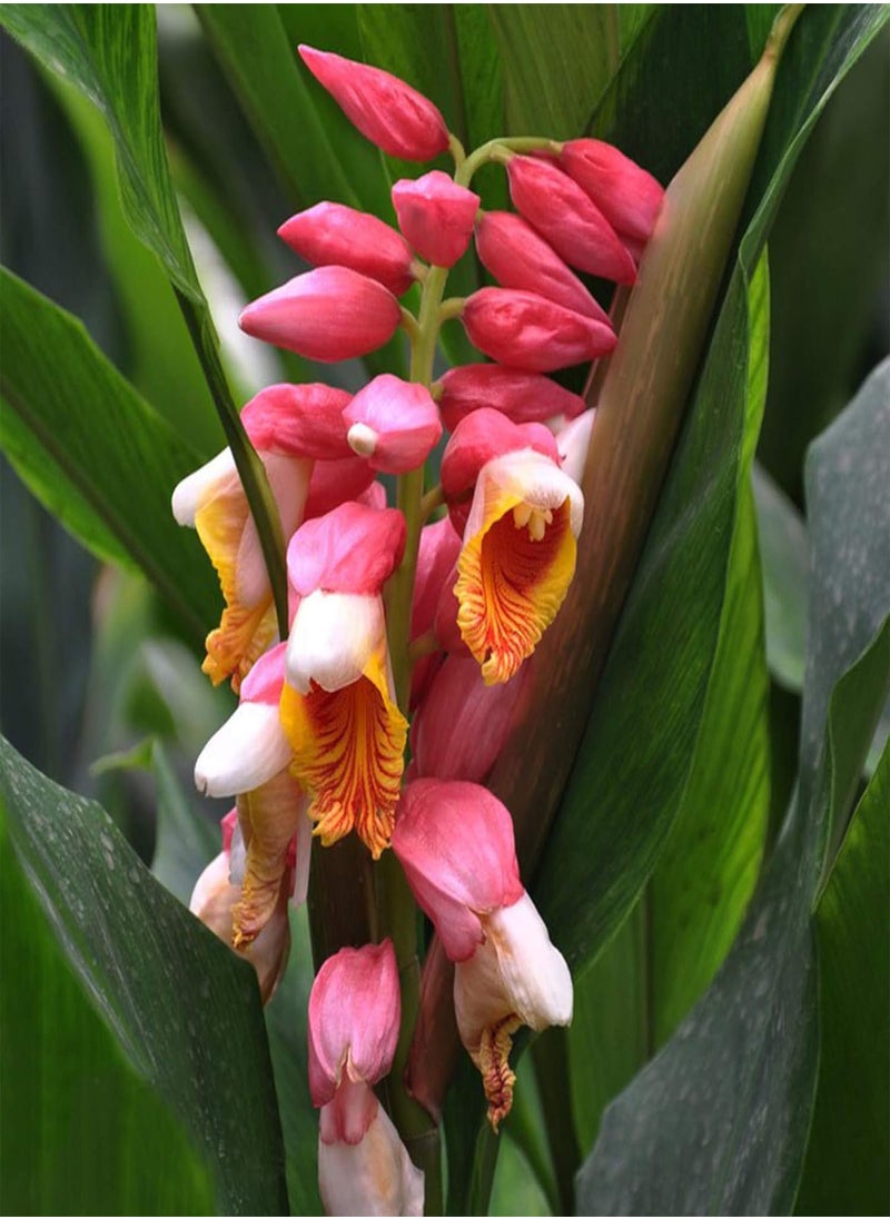GGOOT Flowers Seeds 100Pcs Torch Ginger Rare Flower Etlingera Elatior Seeds Unique Ornamental Plant Easy Sow for Garden Planting  - Image 1
