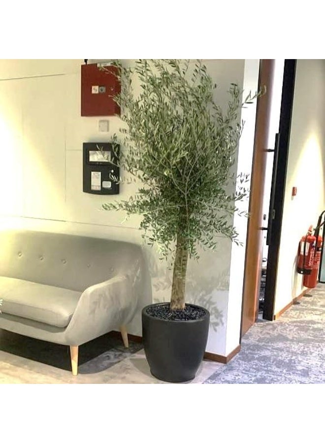 Olive Tree Big 1.5-2.0m Ø´Ø¬Ø±Ø© Ø²ÙŠØªÙˆÙ† in Black Pot - Outdoor Big Olea europea in Black Ceramic Pot | Indoor Plants-Outdoor Plants
