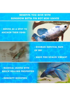 SunGrow 50 Pcs Betta Fin Rot Treatment Catappa Indian Almond Leaves, 2", Betta Water Conditioner Leaves For Fish Tank Aquarium, Leaf Create Realistic Blackwater River Habitat, Reduce Stress & Lower Ph  - Image 3