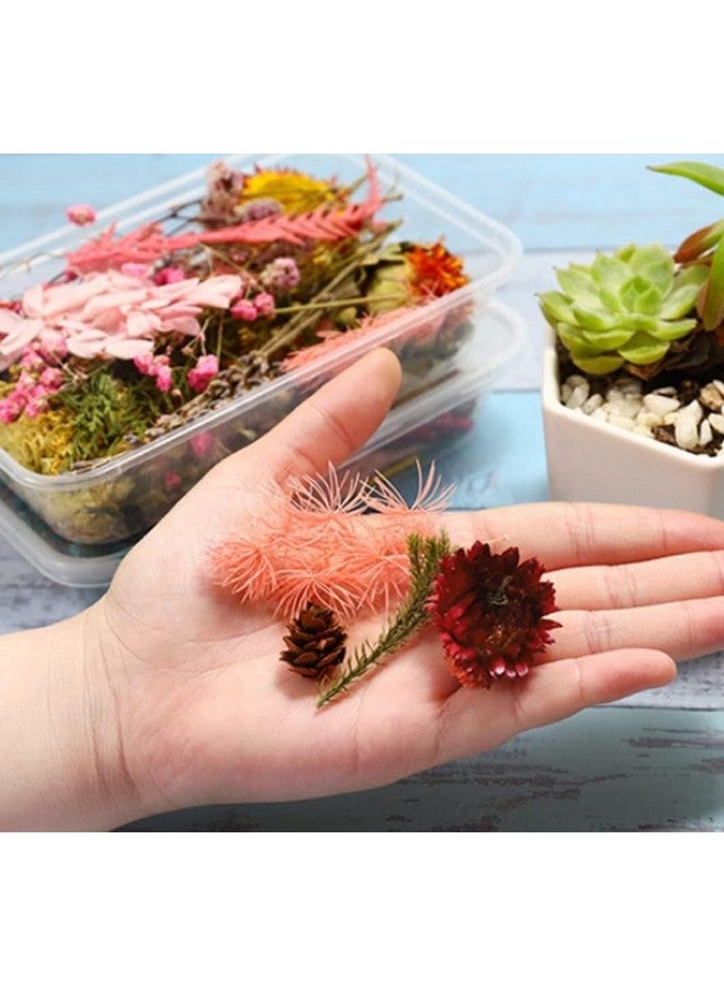 VRB DecTM 2 صندوق زهور طبيعية مجففة حقيقية لفن الحرف اليدوية / مجموعة فن الراتنج - مختلطة ومتعددة الألوان للصابون، الشموع الاصطناعية، دفاتر القصاصات، افعلها بنفسك، صينية الراتنج للمجوهرات، قلادة (2 صندوق - متعددة الألوان) - Image 2