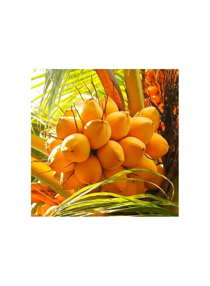 Premium King Coconuts 6pcs (Uncut) - Image 2