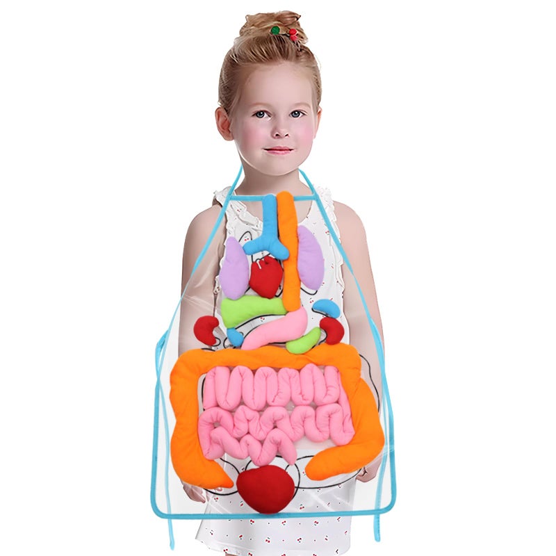 KAKIBLIN 3D Organ Apron,(Upgrade Version) Anatomy Apron Human Body Organs Awareness Educational Toy for Home Preschool Teaching Aid, Transparent - Image 1