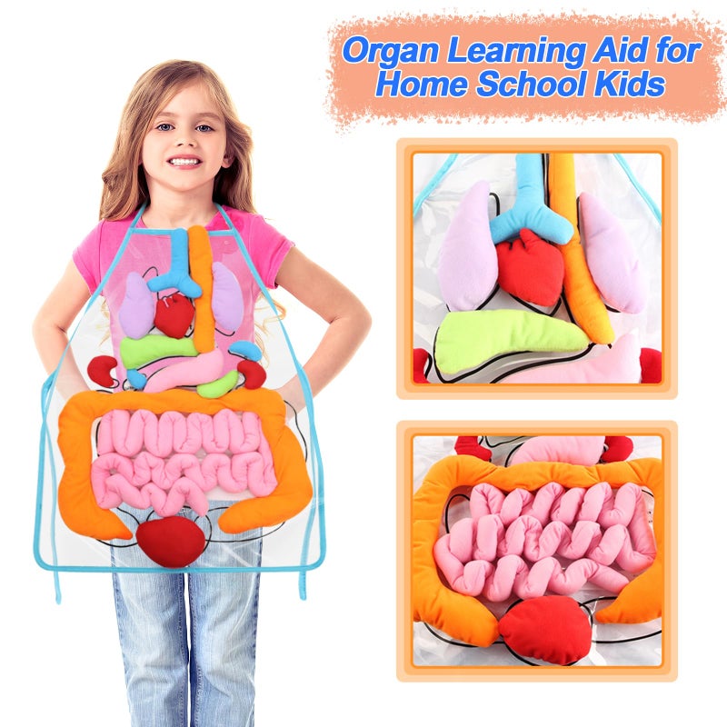 KAKIBLIN 3D Organ Apron,(Upgrade Version) Anatomy Apron Human Body Organs Awareness Educational Toy for Home Preschool Teaching Aid, Transparent - Image 2