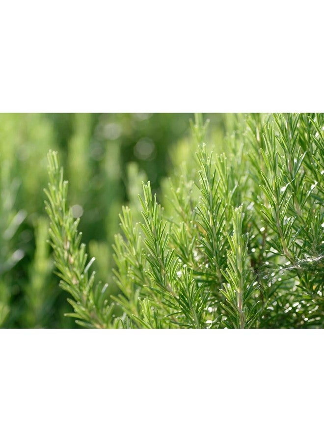 ويليدا تونيك ويليدا المنعش للشعر، 100 مل - Image 4