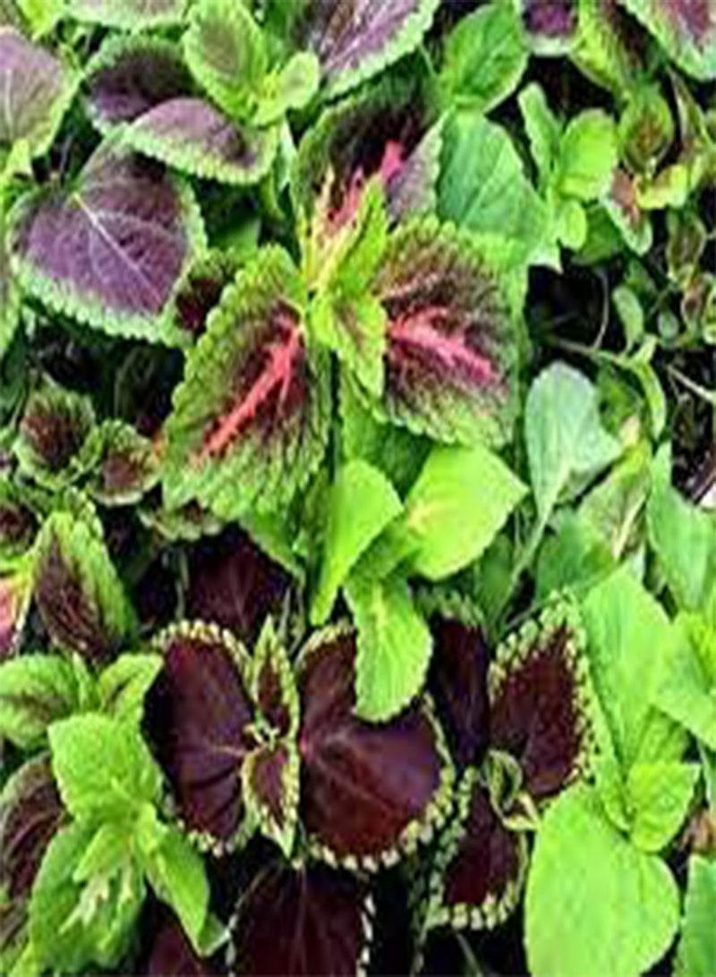 120pcs Rumex Patientia Plant Seeds
