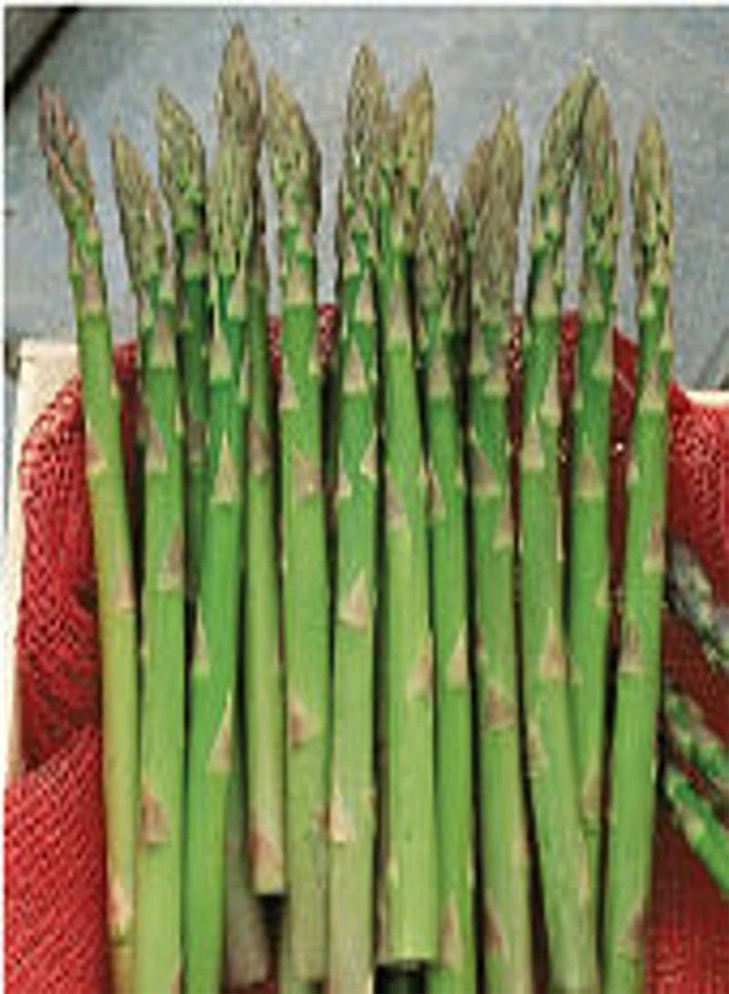 GGOOT Jersey Giant Asparagus Seeds (20+ Seeds) | Non GMO | Vegetable Fruit Herb Flower Seeds for Planting | Home Garden Greenhouse Pack