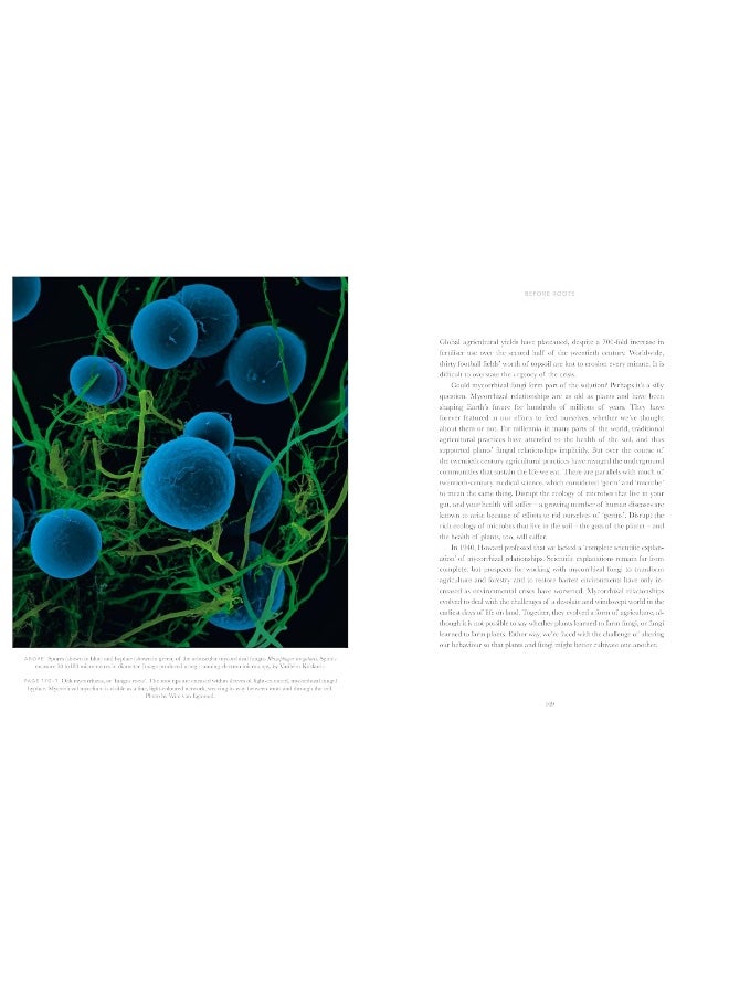 Entangled Life: The Illustrated Edition: How Fungi Make Our Worlds  - Image 5