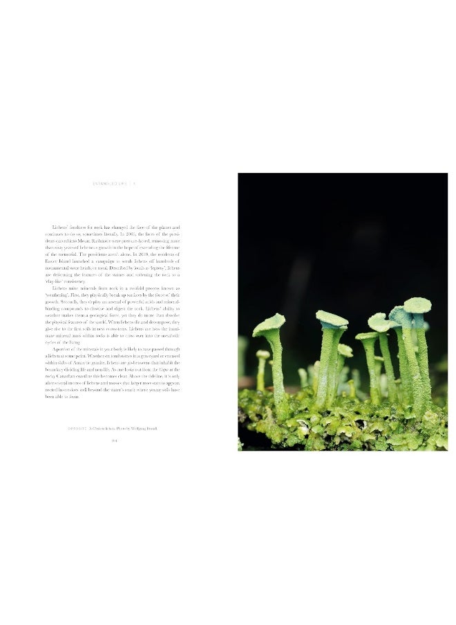 Entangled Life: The Illustrated Edition: How Fungi Make Our Worlds  - Image 3