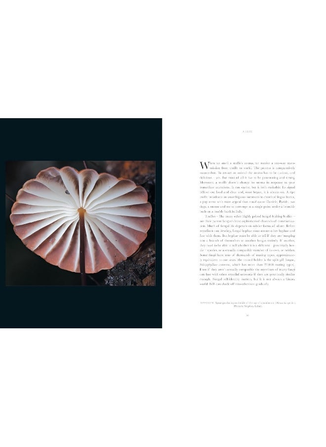 Entangled Life: The Illustrated Edition: How Fungi Make Our Worlds  - Image 2