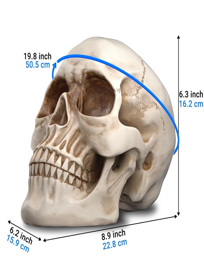 READAEER Life Size Resin Skull, Large Size Adult Skull Head Model for Home Decoration, Halloween Skull Statue, Human Skull Head Model (White) - Image 2