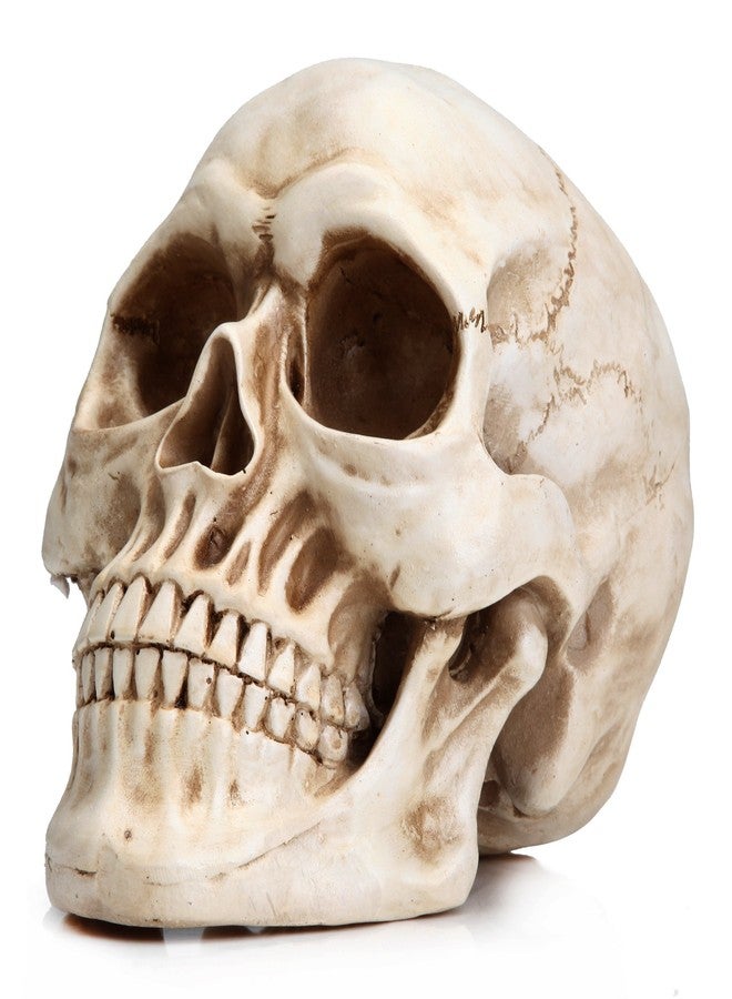 READAEER Life Size Resin Skull, Large Size Adult Skull Head Model for Home Decoration, Halloween Skull Statue, Human Skull Head Model (White) - Image 1