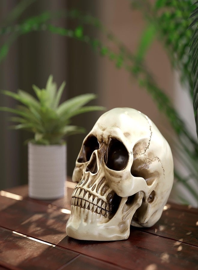 READAEER Life Size Resin Skull, Large Size Adult Skull Head Model for Home Decoration, Halloween Skull Statue, Human Skull Head Model (White) - Image 5