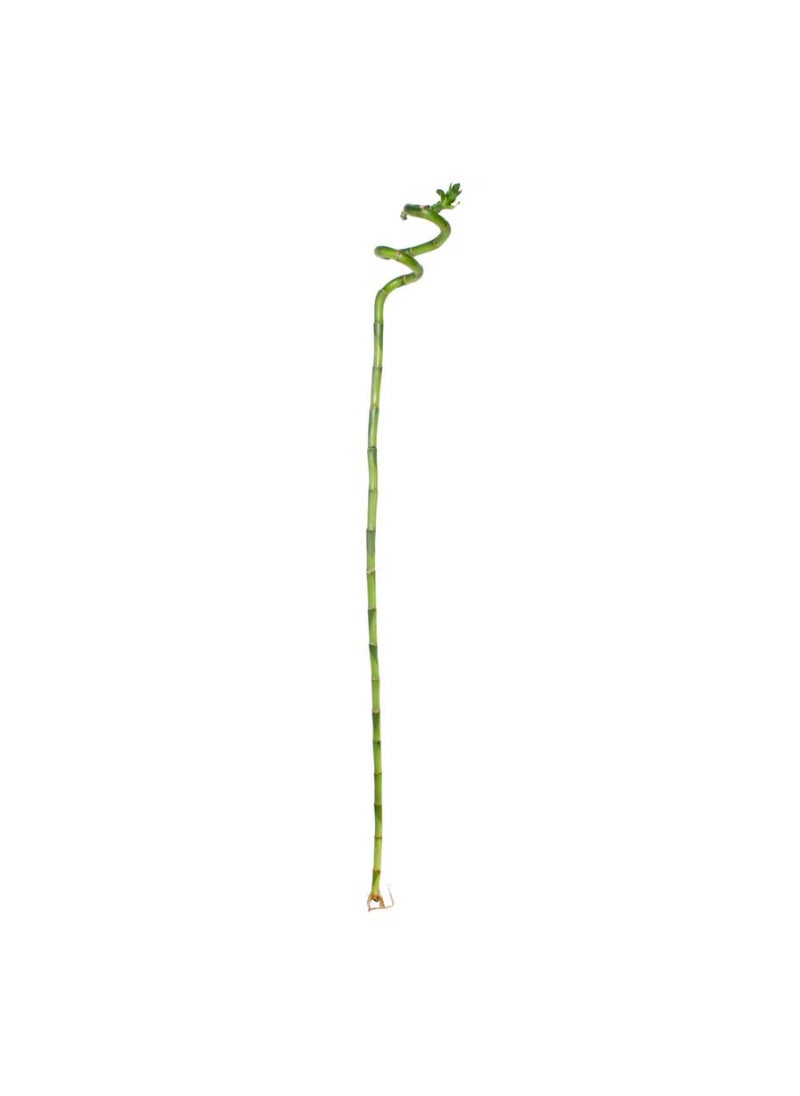 Generic Lucky Bamboo Curly 