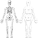 Silipull Skeleton Floor Puzzle Double Sided Human Body Puzzle 15 Pcs Human Anatomy Learning Toys Halloween Skeleton and Bones Anatomy Body Parts Model Educational Toy - Image 2