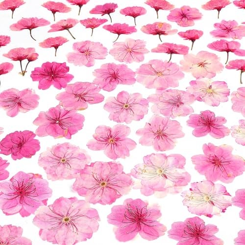 AHTONG 48 Pcs Mix Natural Dried Pressed Cherry Blossoms for Floral Cake Decorating Cocktail Garnish Resin Jewelry Making DIY Art Crafts Pink Sakura - Image 1