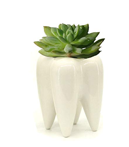 MONMOB Ceramic Tooth Shaped Pen Pencil Toothbrush Holder Pot Succulent Plant Pot Home Office School Dentists Gift Ideal Gifts for Women, Mom or Birthdays - Image 1