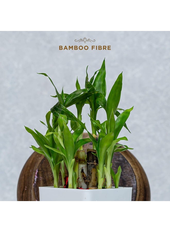 بيساف فوط صحية قابلة للتحلل البيولوجي آمنة للتبول - للاستخدام طوال الليل (عبوة من 10 قطع) | قطن عضوي 100% ولب الخيزران | فوط صحية عضوية | فوط صحية قطنية | فوط صحية من الخيزران | أكياس قابلة للتحلل البيولوجي للاستخدام مرة واحدة - Image 5