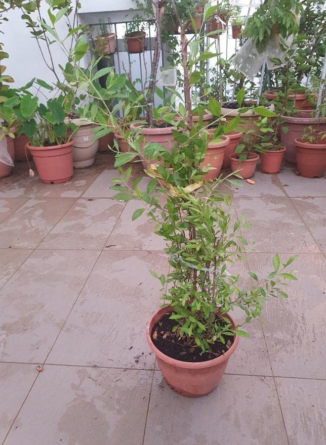 SelfLine | Henna/Mehandi Indoor Plant [ 1 Healthy Motiya Plant ] - Image 3