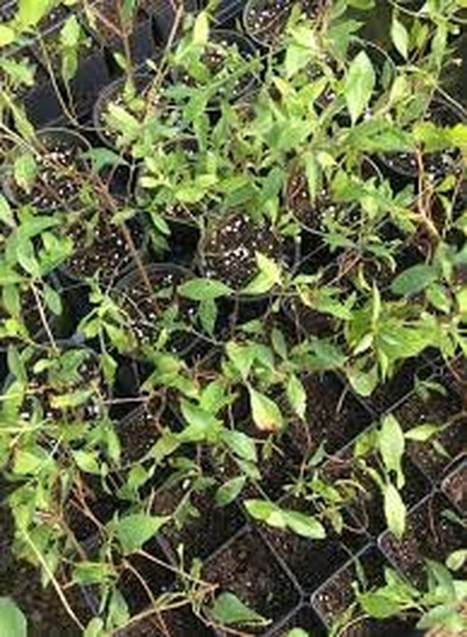 SelfLine | Henna/Mehandi Indoor Plant [ 1 Healthy Motiya Plant ] - Image 2