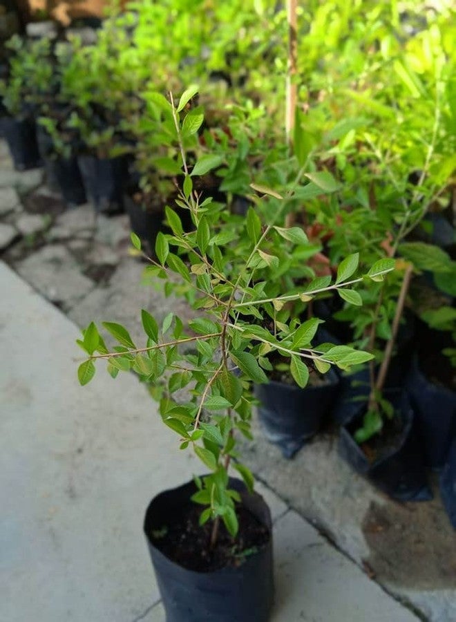 SelfLine | Henna/Mehandi Indoor Plant [ 1 Healthy Motiya Plant ] - Image 1