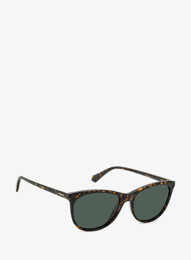 Polaroid  Wayfarers Sunglasses for Women | Best Price UAE