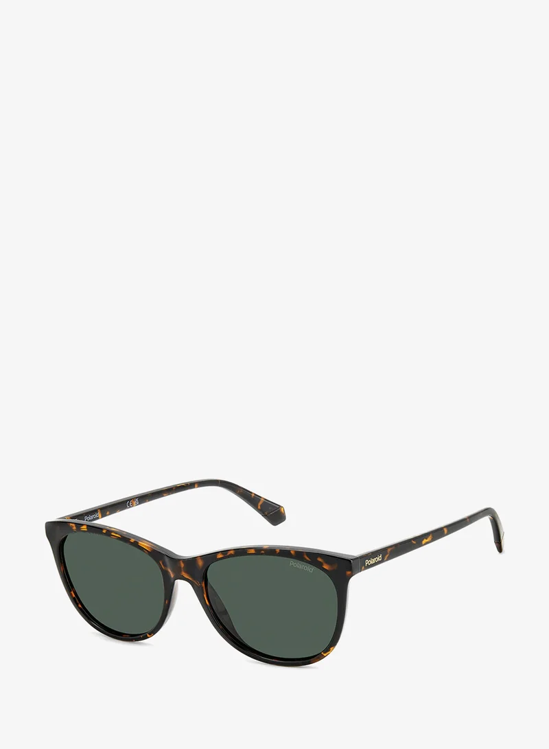 Wayfarers Sunglasses