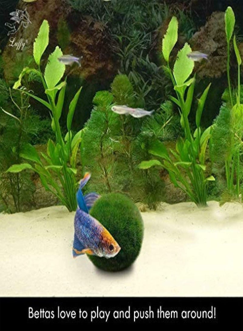 GGOOT Eco Friendly Moss Balls Live Plants for Aquarium Moss - Image 2