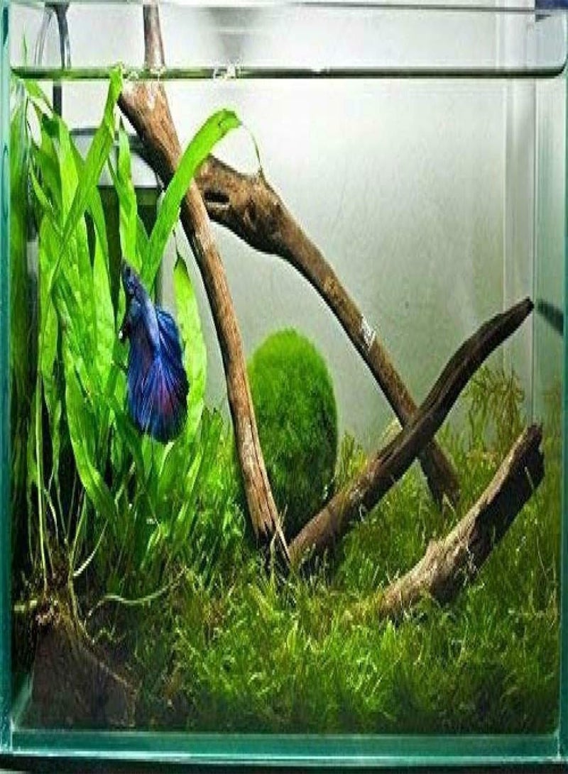 GGOOT Eco Friendly Moss Balls Live Plants for Aquarium Moss - Image 3