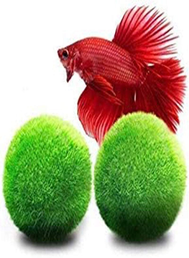 GGOOT Eco Friendly Moss Balls Live Plants for Aquarium Moss - Image 1