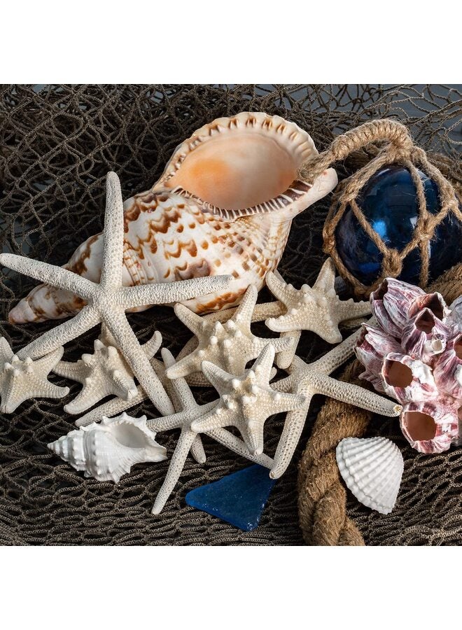 Starfish Decor - 10-12 Pack Assorted Star Fish for Crafts - White Wall Décor - Beach Wedding Decorations - Shells for Decoration (10) - Image 3