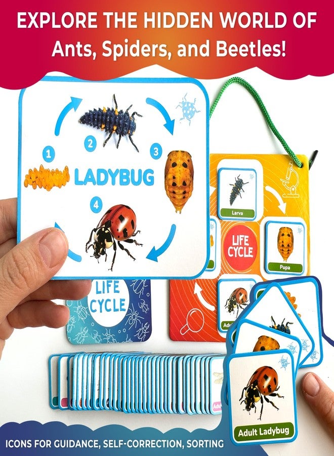 كوكا مجموعة ألعاب دورة حياة QUOKKA من مونتيسوري - 30 بطاقة تعليمية، أنشطة علمية للأطفال الصغار من عمر 2 إلى 4 سنوات، مواد تعليمية للحيوانات من 3 إلى 5 سنوات، 120 عنصرًا مغناطيسيًا ضروريًا للفصول الدراسية للأطفال الصغار في مرحلة ما قبل المدرسة - Image 4