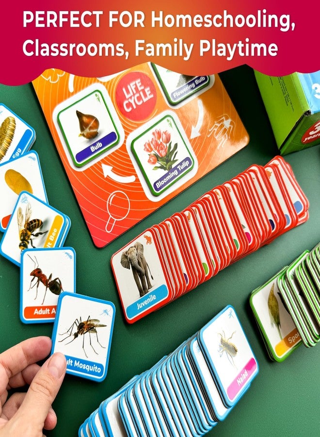 كوكا مجموعة ألعاب دورة حياة QUOKKA من مونتيسوري - 30 بطاقة تعليمية، أنشطة علمية للأطفال الصغار من عمر 2 إلى 4 سنوات، مواد تعليمية للحيوانات من 3 إلى 5 سنوات، 120 عنصرًا مغناطيسيًا ضروريًا للفصول الدراسية للأطفال الصغار في مرحلة ما قبل المدرسة - Image 5