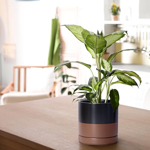 D'vine Dev Set of 2 Plants Pots, 6 Inch Ceramic Planter Pot for Plants with Drainage Hole and Saucer, Black/Speckled Tan, 94-V-C-7 - Image 5
