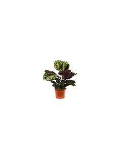 DUBAI GARDEN CENTRE Dubai Garden Centre Calathea Mix Indoor Plant Green  - Image 1
