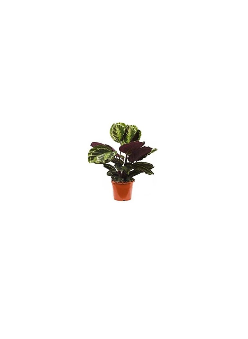 DUBAI GARDEN CENTRE Dubai Garden Centre Calathea Mix Indoor Plant Green  - Image 1