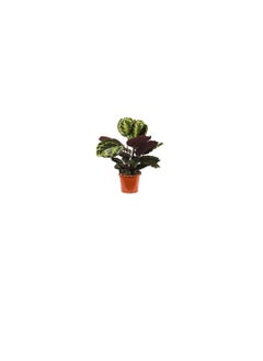DUBAI GARDEN CENTRE Dubai Garden Centre Calathea Mix Indoor Plant Green  - Image 3