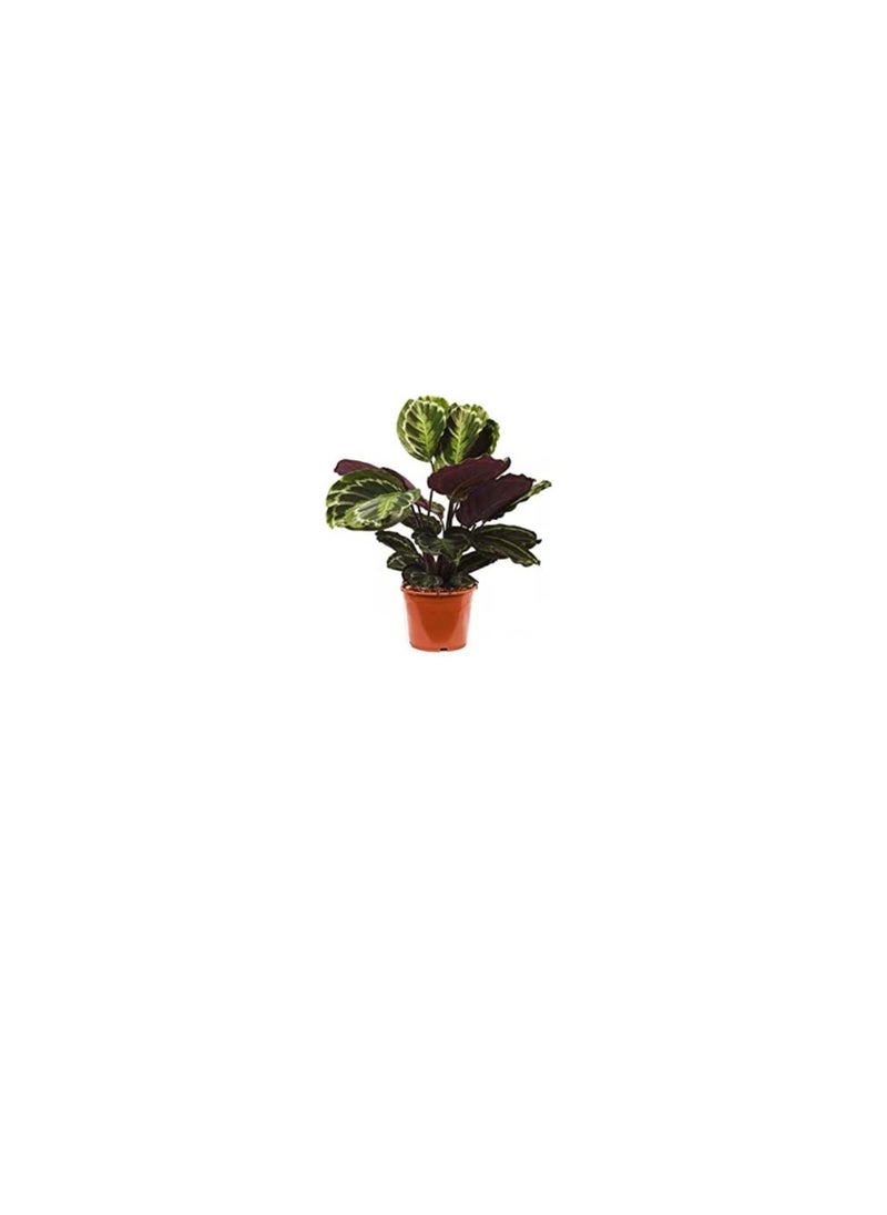 DUBAI GARDEN CENTRE Dubai Garden Centre Calathea Mix Indoor Plant Green  - Image 3