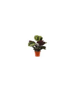 DUBAI GARDEN CENTRE Dubai Garden Centre Calathea Mix Indoor Plant Green  - Image 2