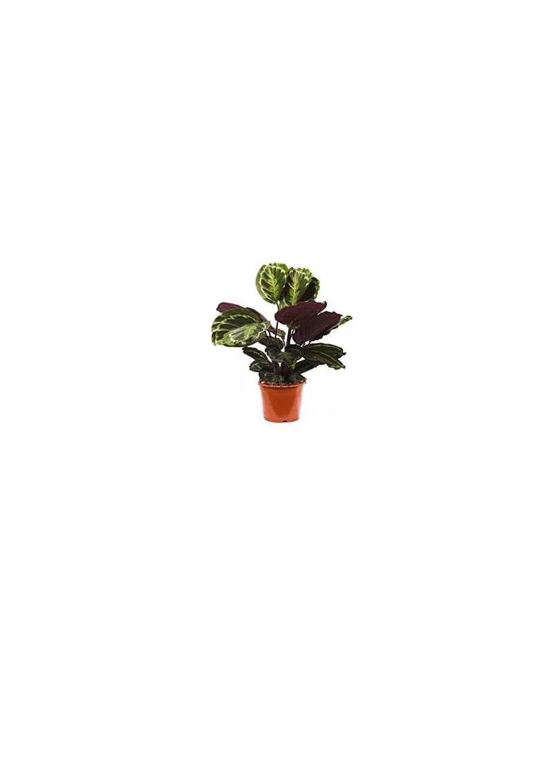 DUBAI GARDEN CENTRE Dubai Garden Centre Calathea Mix Indoor Plant Green  - Image 2