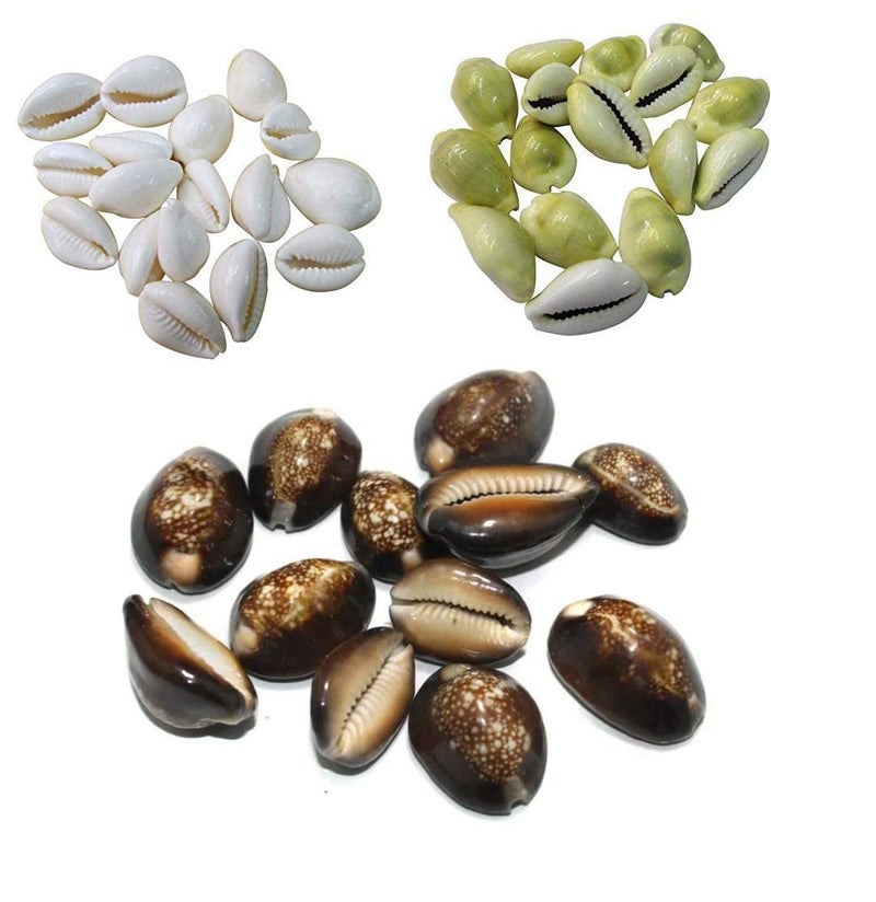 مجموعة قواقع صفراء وبيضاء وسوداء - كل منها 11 قطعة - المجموع 33