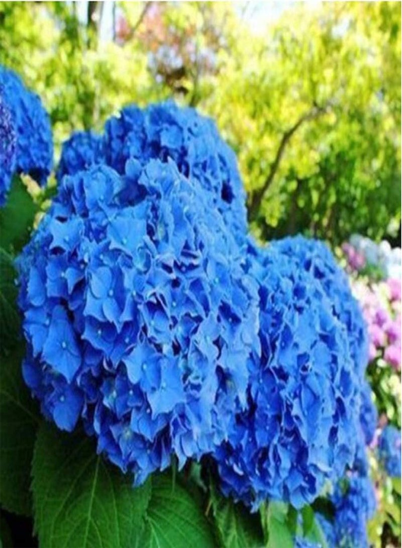 GGOOT 50pcs Hydrangea Seeds Rare and Spectacular Beautiful Royal Blue Heirloom Shrub Flowers Patio in The Garden Courtyard DIY Planting