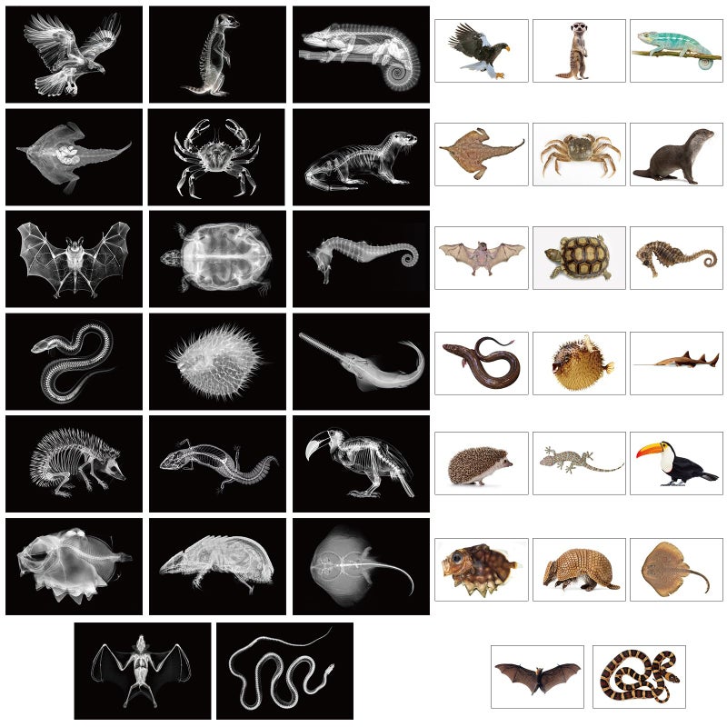 Tellegloww 40 Pcs Animal XRay Set with Animals Flash Cards Educational Science Kits Animals Flash Cards Educational Science Kits - Image 3